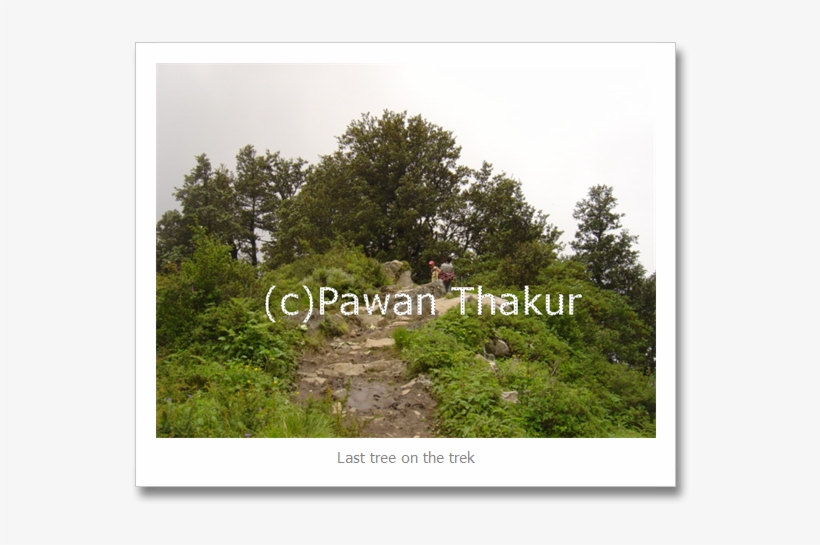 Last Tree On Shrikhand Mahadev Yatra - Larch, transparent png #2621165