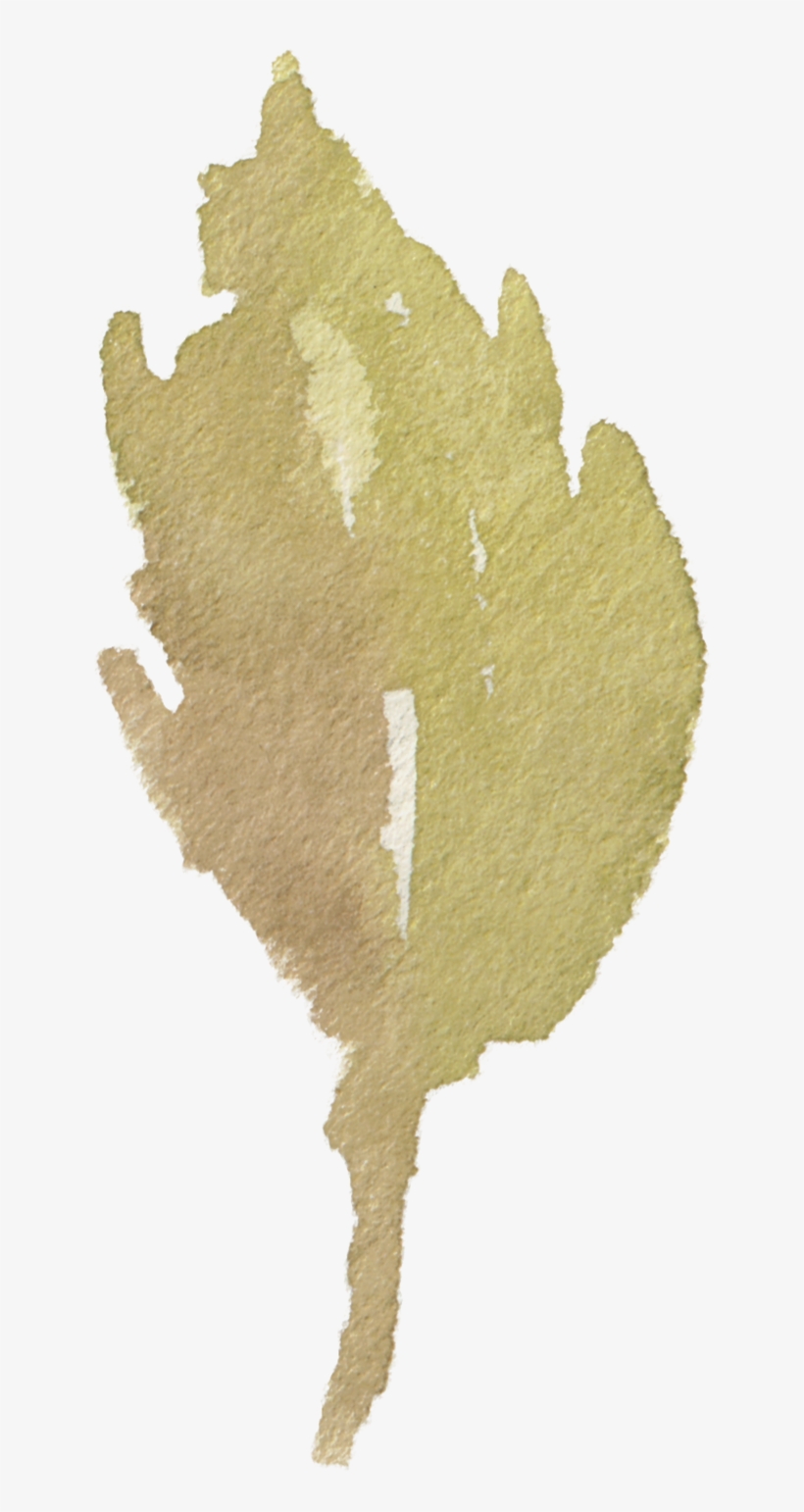 Watercolour - Maidenhair Tree, transparent png #2621969