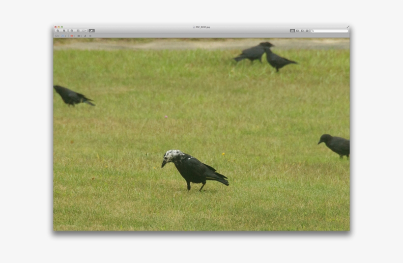 Leucistic Crow - American Crow, transparent png #2623297