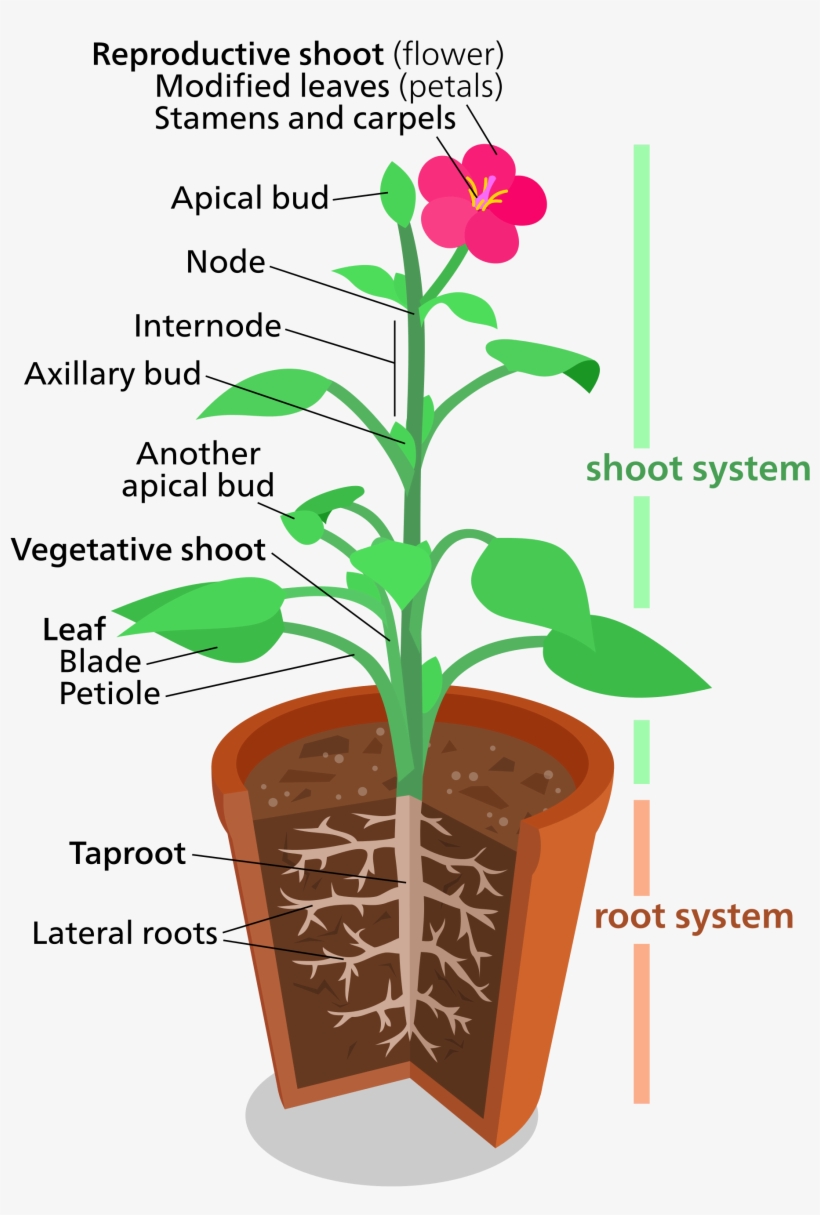 Leaves Are Attached To The Plant Stem At Areas Called - Plant Structures, transparent png #2623562