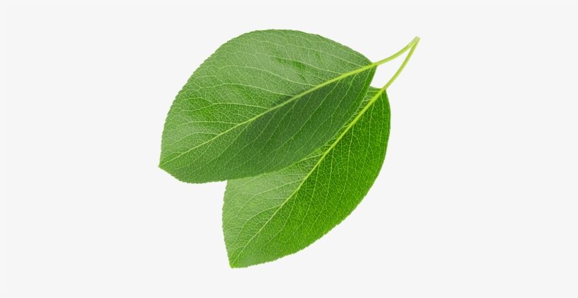 We Buy Green Coffee On The Basis Of Long-standing, - Kornelkirsche Blatt, transparent png #2623563
