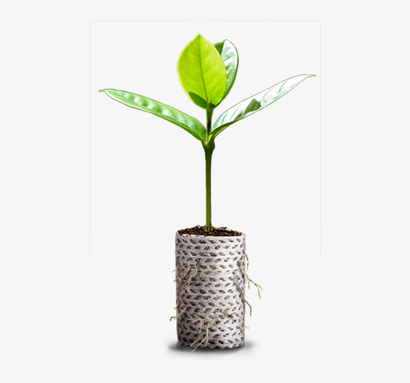 Ellepot Plante Frit - Ćuprija, transparent png #2623649