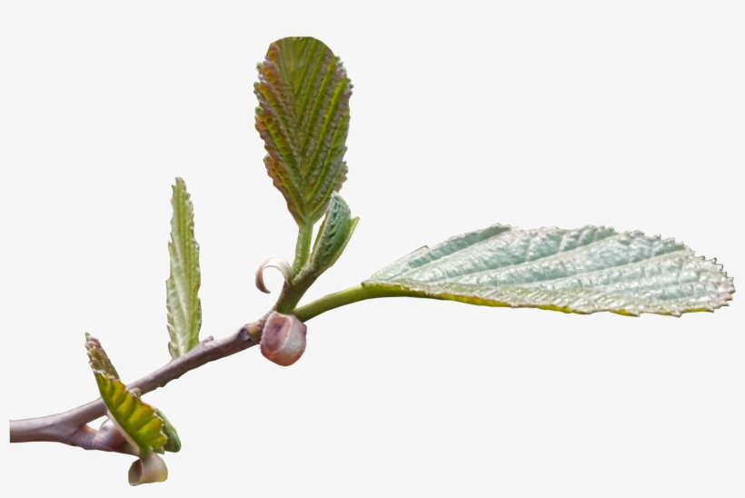 New Leaf Shoots No Background Tree Image - Transparent Weeping Leaf, transparent png #2623849