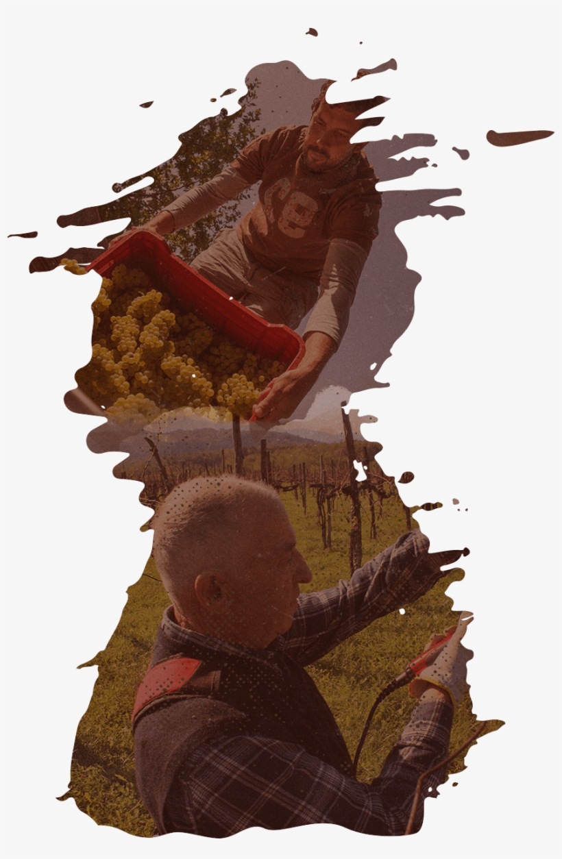 Home Of Great Wines - Lepa Vida Winery, transparent png #2623915