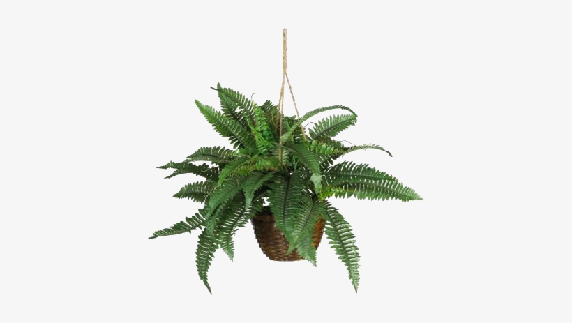 Boston Fern Silk Hanging Basket, transparent png #2624145