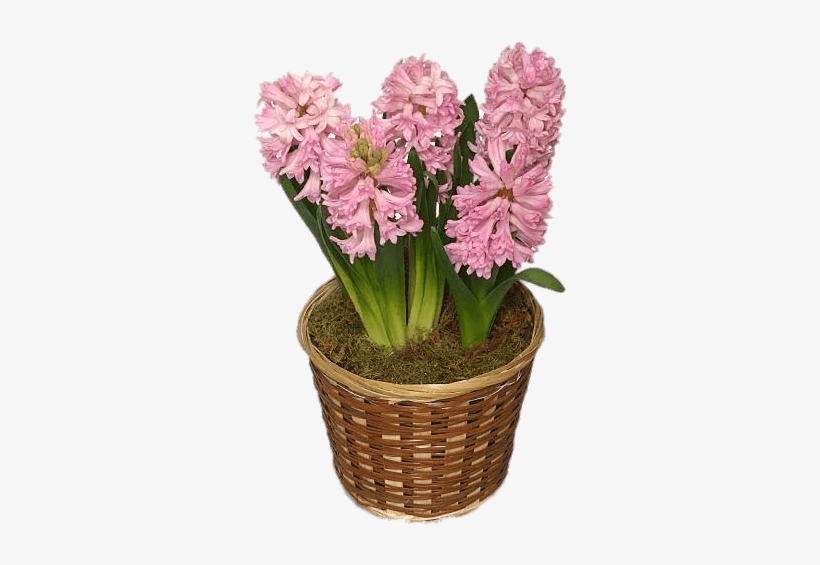 Hyacinths In Basket Png - Hyacinth, transparent png #2624430