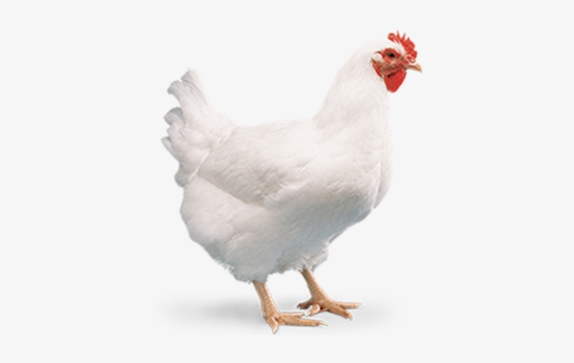 Cobbavian48 - Broiler, transparent png #2624517