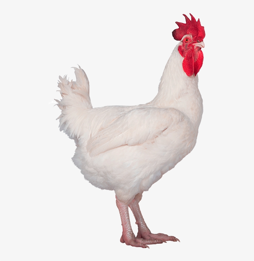Hubbard Conventional M99-no Background - Chicken, transparent png #2624549