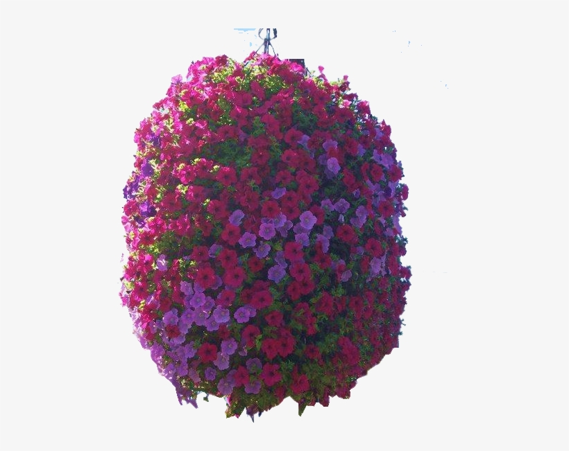 Hanging Basket - Flower, transparent png #2624551