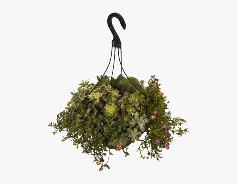 13"hanging Basket, Vacation Survivor - Christmas Tree, transparent png #2624675