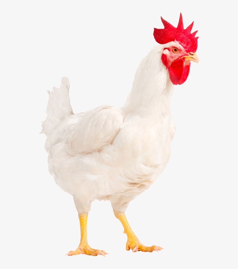 Hubbard Conventional M22-no Background - Hubbards Chicken, transparent png #2624837