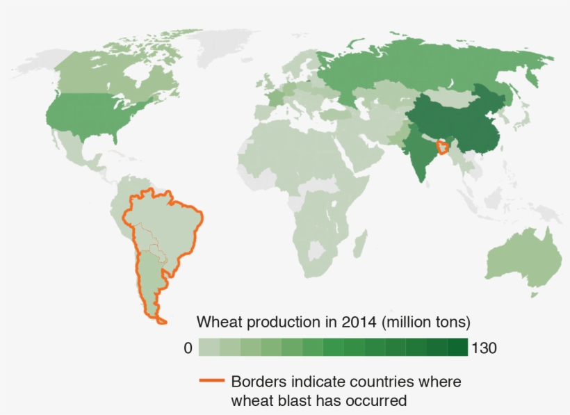 First Sighted In Brazil In 1985, Blast Is Widespread - Venezuela And Usa Map, transparent png #2624865
