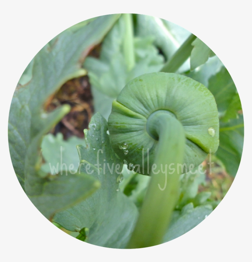 Their Seeds Make A Delicious Topping On Bread, Apparently - Sawfly, transparent png #2625228