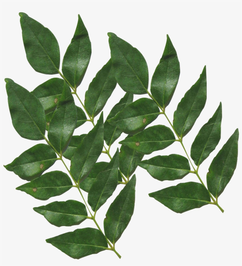Home Remedies For Blood Remedies By Doing Curry Leaves - Transparent Curry Leaves Png, transparent png #2625230