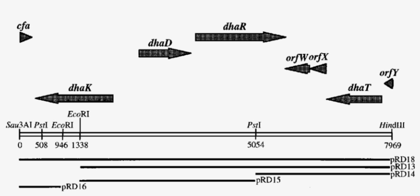 Schematic Map Of The Cloned Chromosomal Dna Region - Diagram, transparent png #2625328
