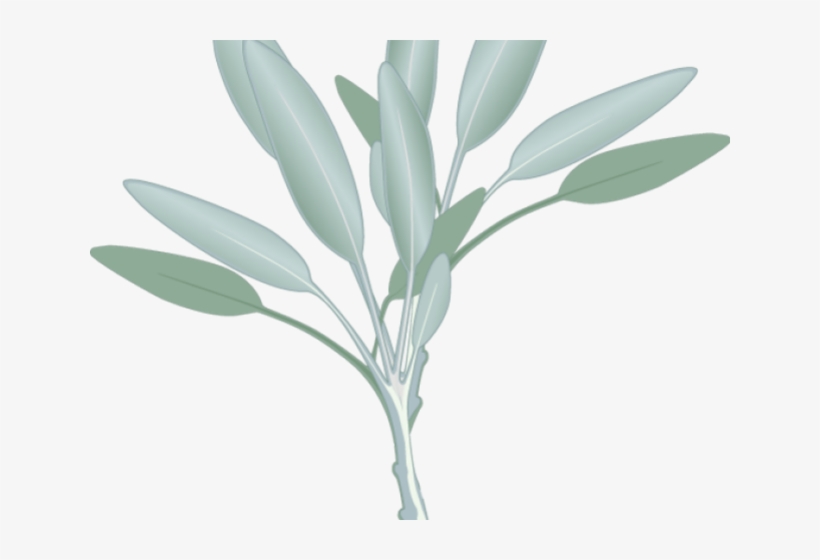 Eucalyptus Clipart Sage Leaves - Eucalyptus Clipart Transparent, transparent png #2625349
