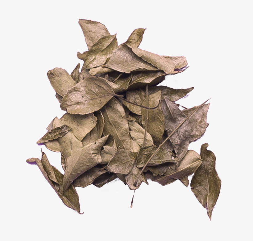 Share This With Someone - Maple Leaf, transparent png #2625351