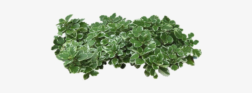 Zielono I Wiosennie - Parterre De Fleur Png, transparent png #2625497