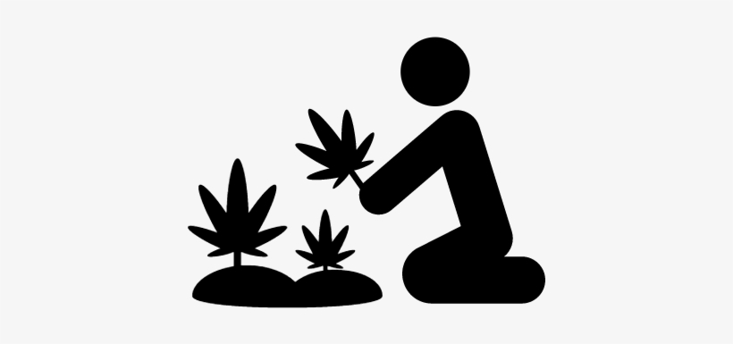 Marijuana Plants Vector - Marihuana Icono Png, transparent png #2625623