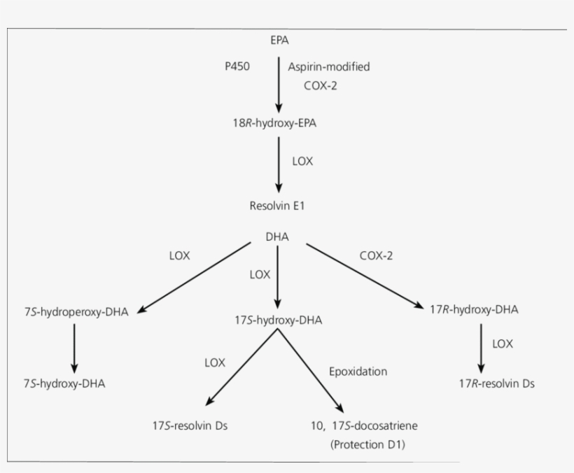 4 Metabolic Pathways For The Conversion Of Eicosapentaenoic - Resolvin, transparent png #2625867