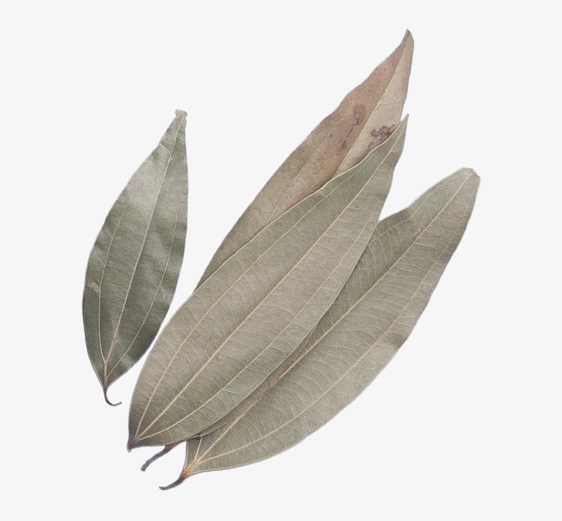 Indian Bay Leaf, transparent png #2625903