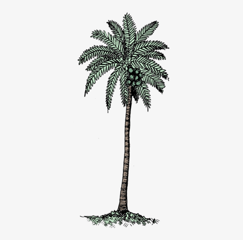 Coconut Tree Col - Black & White Coconut Tree, transparent png #2626064