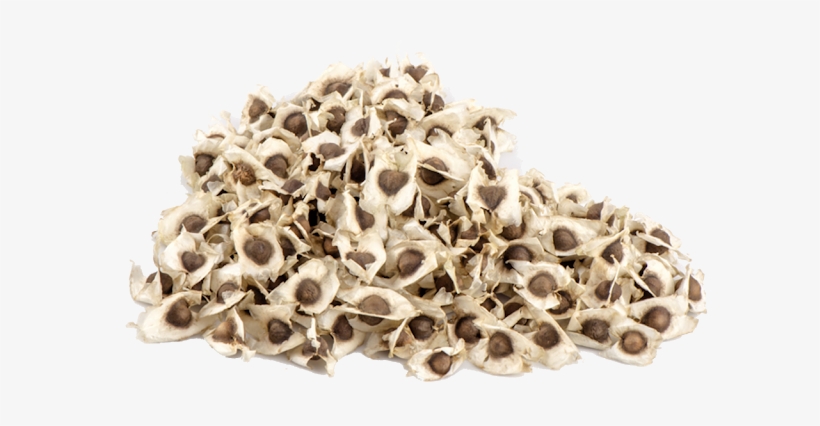 Edible Moringa Seeds - Moringa Oleifera Seeds, transparent png #2626190
