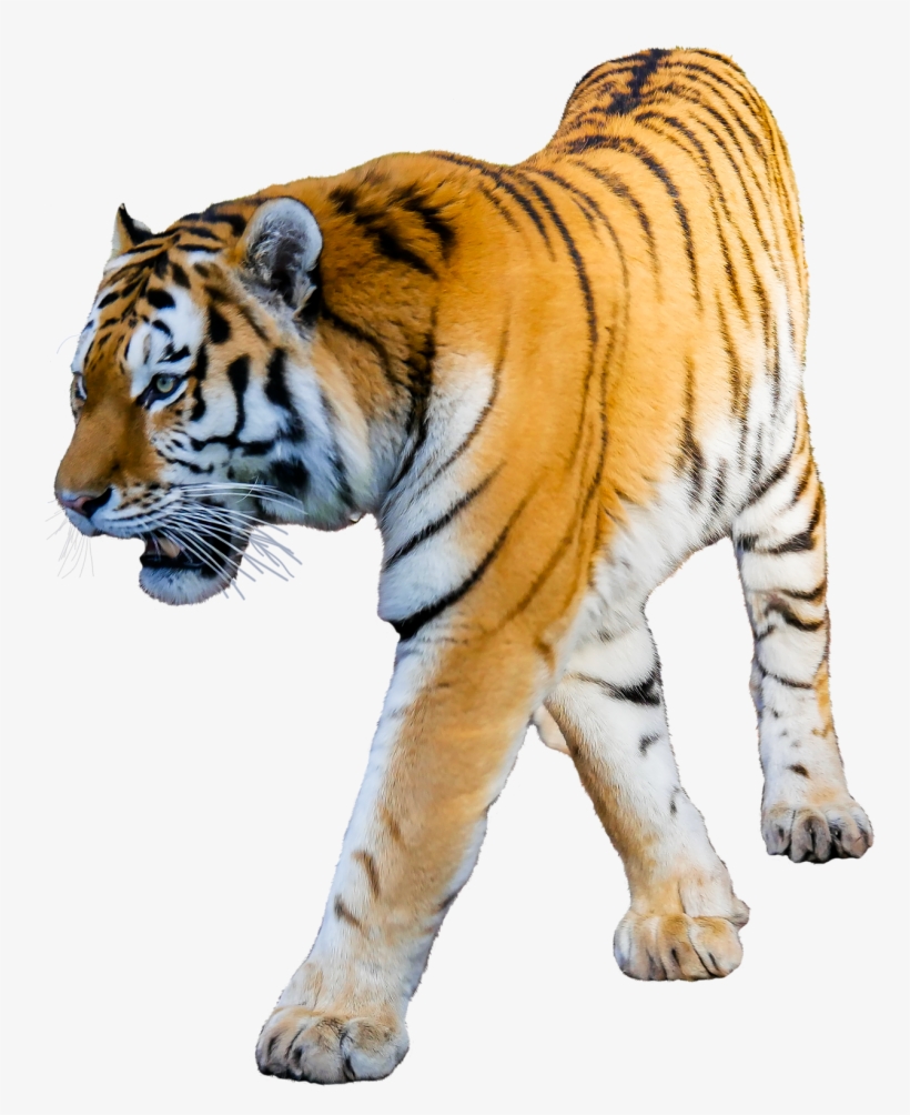 Tiger White Background - Tiger With White Background, transparent png #2629160