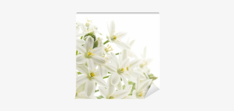 White, transparent png #2629521