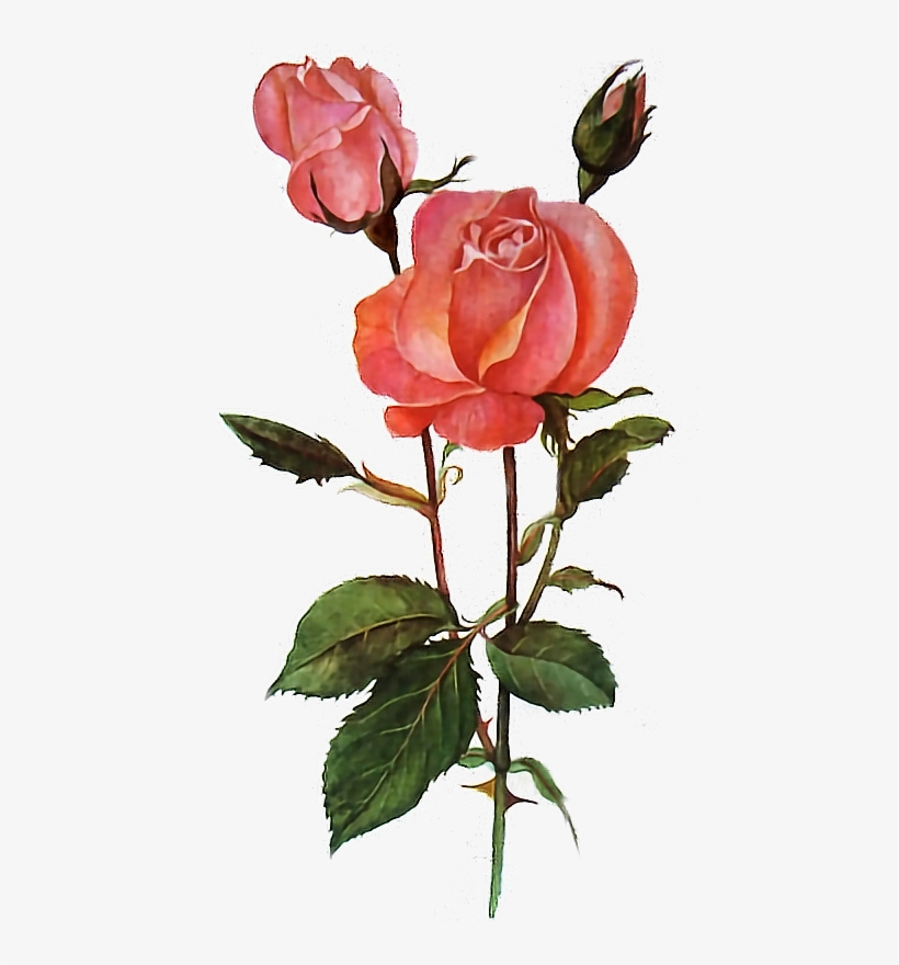 Rose Rosesarered Red Flower Transparent Art Freetoedit - Good Morning, transparent png #2629830