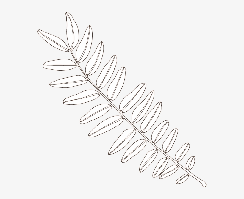 Honeylocust Leaf - Honey Locust, transparent png #2629975