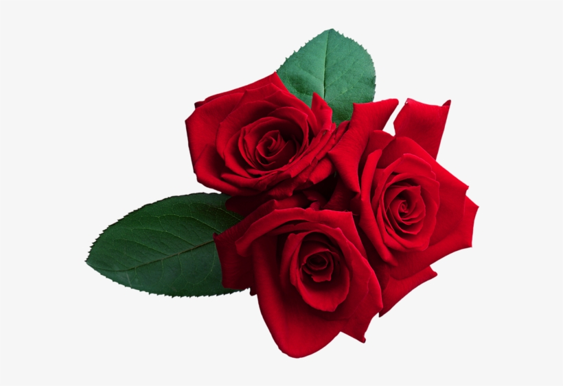 Rosas Rojas Png Clipart Image - Rosa Roja En Png - Free Transparent PNG Download - PNGkey