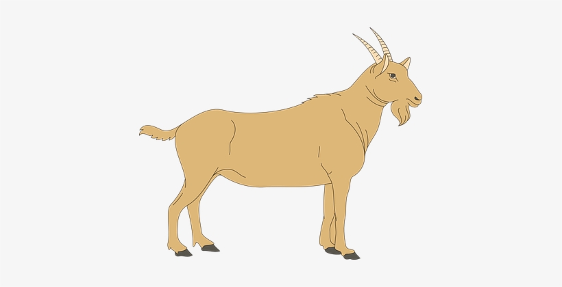 Brown View Barn Farm Goat Side Standing An - Goat Clipart Png, transparent png #2632287