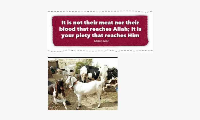 Quran Verse About Qurbani, transparent png #2632506
