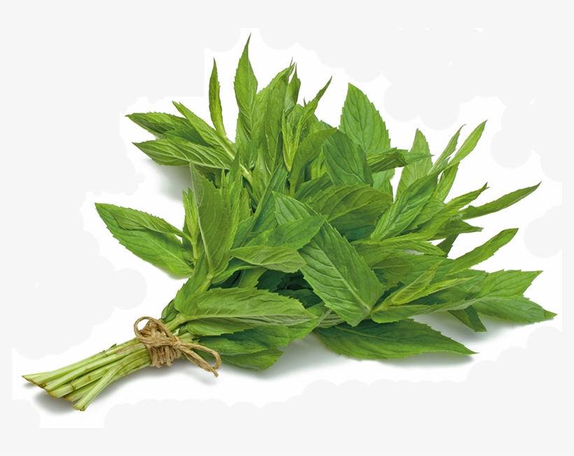 Great Mint With Mint - Transparent Mint Plant, transparent png #2632576
