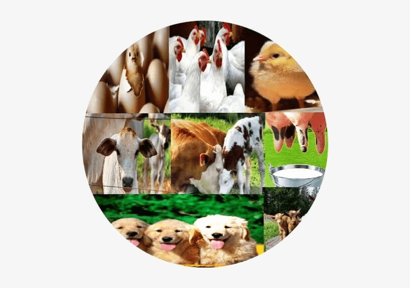 Free Veterinary Books - Cattle Medicine Book, transparent png #2633252
