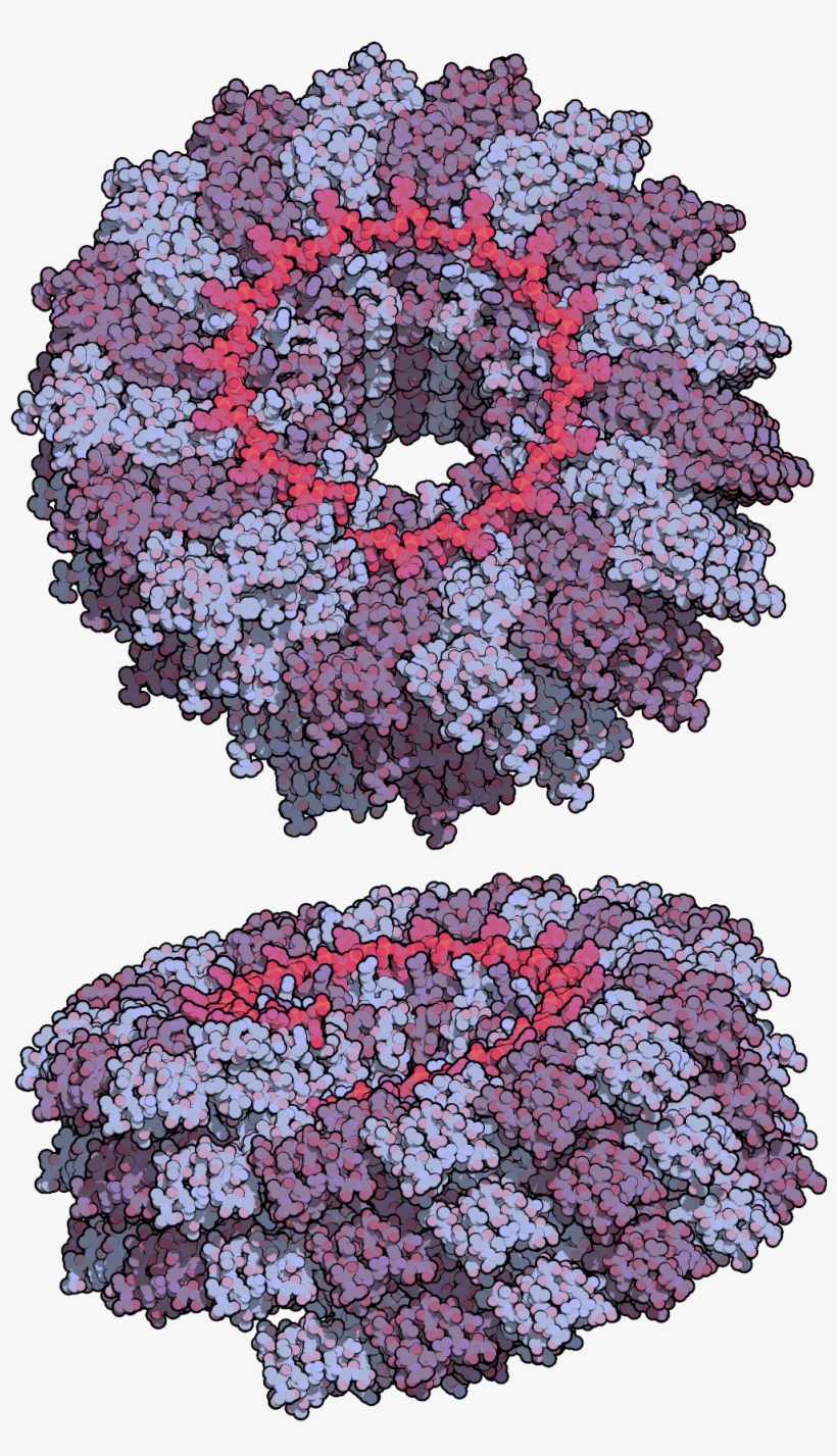 Tobacco Mosaic Virus Tmv2 - Тютюнова Мозаїка, transparent png #2633786