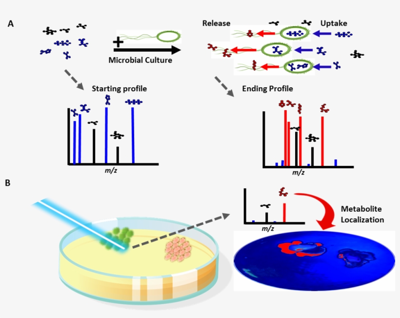 Figure 1 Exometabolomics Summary 121514 3 - Maldi Imaging Bacterial Interaction, transparent png #2637249