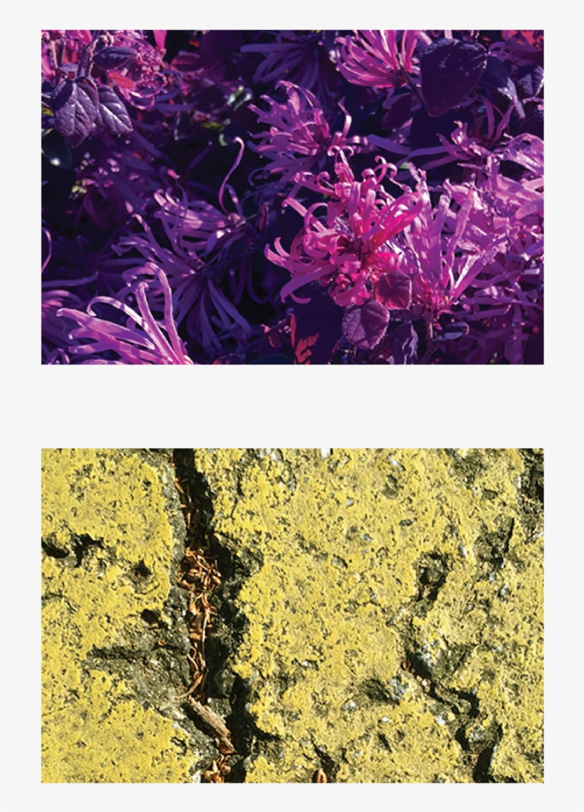 Spider Lilies Asphalt Paint Stripe - Paint, transparent png #2638291