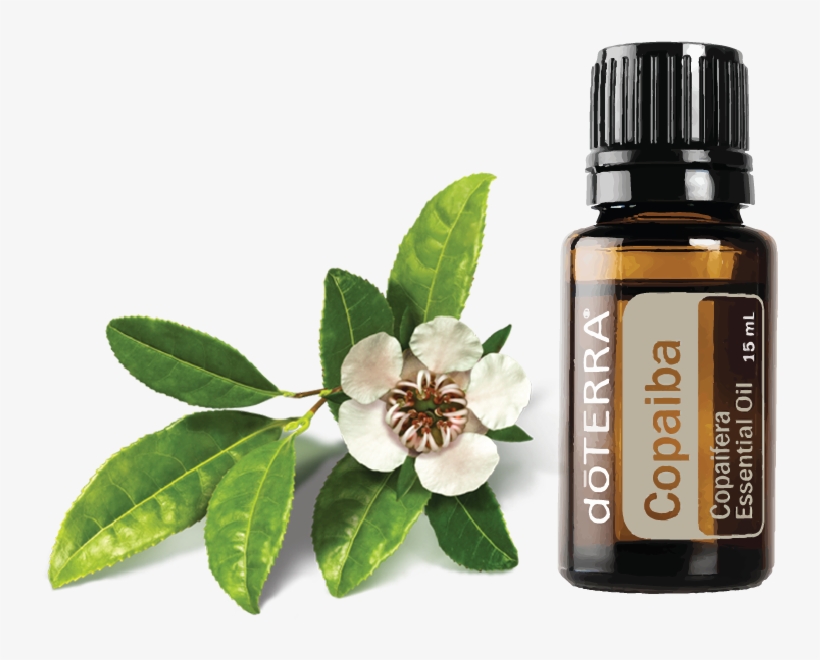Description - Doterra Copaiba Essential Oil - 15ml Dt-copaiba, transparent png #2638730