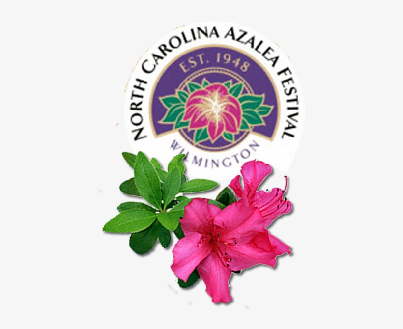 Jpg Freeuse Stock Azalea Drawing Flower South Carolina - Azalea Festival Wilmington Nc, transparent png #2639259