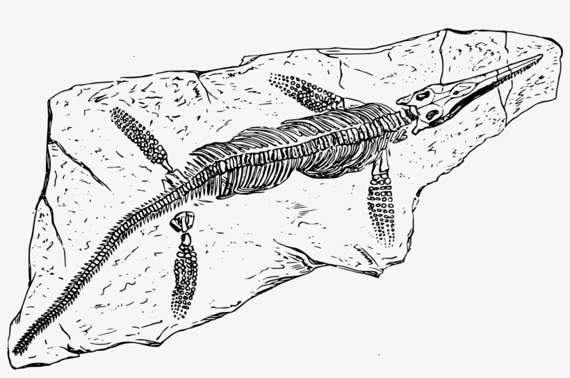 Big Image - Fossil Black And White, transparent png #2639676
