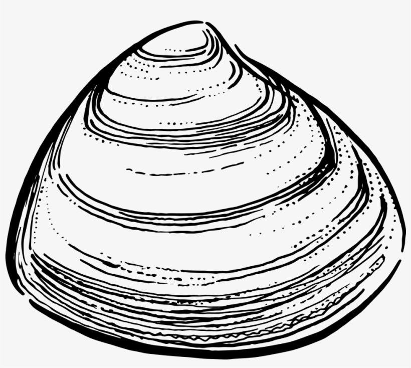 Storm Clam - Clam Black And White, transparent png #2639677