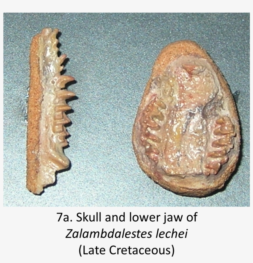 Evolution Of The Therians Evolution The Fossil Facts - Zalambdalestes, transparent png #2639721