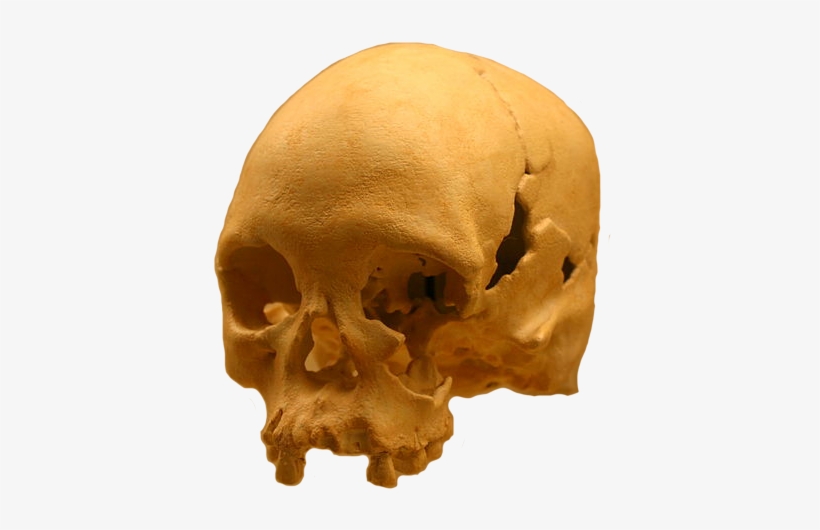 National Museum Of Brazil Skull, transparent png #2639806