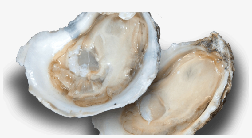 Oyster, transparent png #2645815