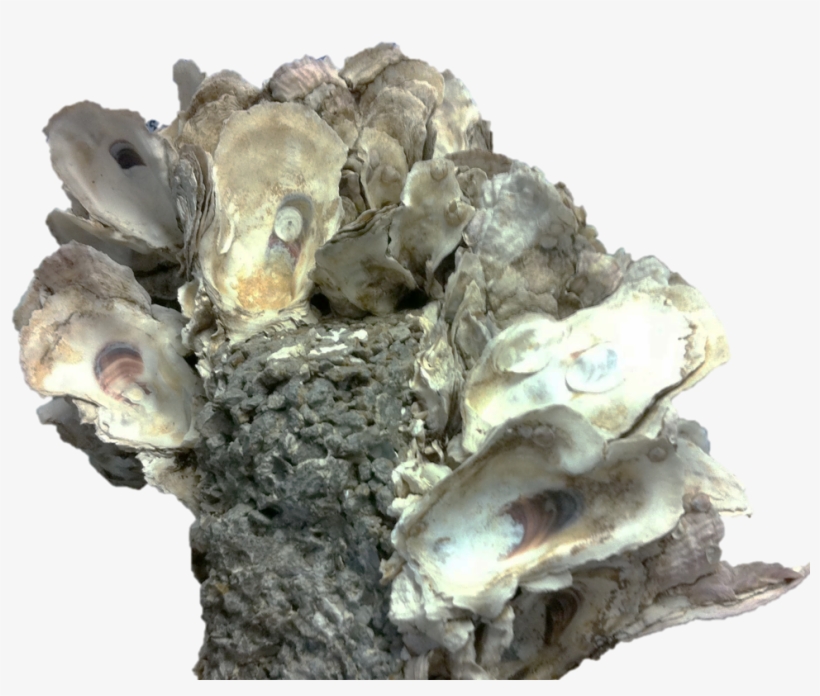 Presenting The Oyster Scaffold - Shell, transparent png #2645834