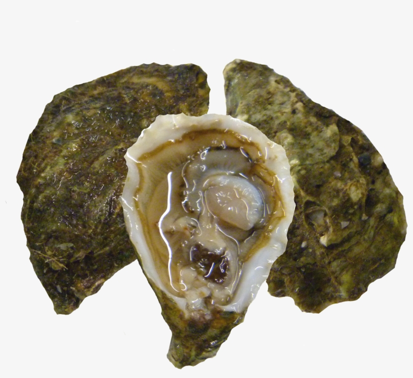 Kumiai Oysters, transparent png #2645839