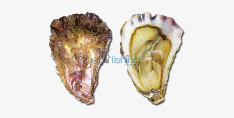 Sydney Rock Oyster - Oyster Saccostrea, transparent png #2645859