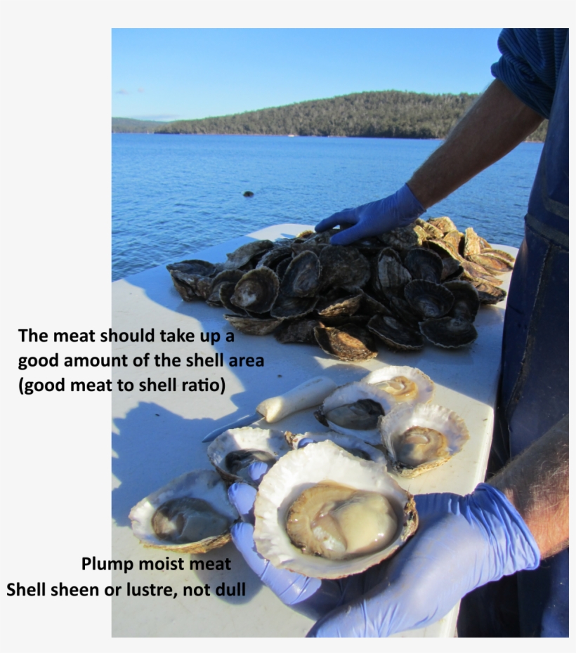 Closed Live Oysters Have A Longer Shelf-life - Mussel, transparent png #2645943